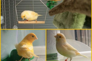 Який корм підходить для птахів? Який корм підходить для птахів?