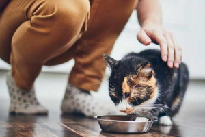 Який корм cat вважається кращим? Який корм cat вважається кращим?