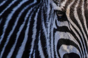 Який колір з зебри: білий або чорний? Який колір з зебри: білий або чорний?