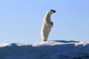 Який розмір і вага полярного ведмедя?
