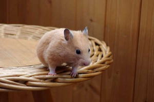 Яка середня вага хом'яка? Яка середня вага хом'яка?