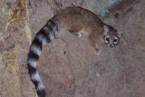 Какомітілі - народився в північній америці