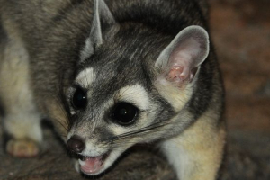 Какомітілі Какомітілі