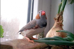 Що птаха викласти? Що птаха викласти?