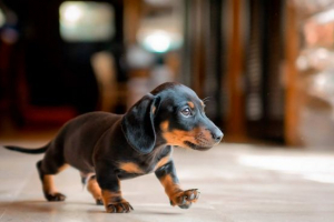 Яку собаку краще почати в квартирі? Яку собаку краще почати в квартирі?