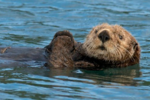 Калань (морська видра) Калань (морська видра)