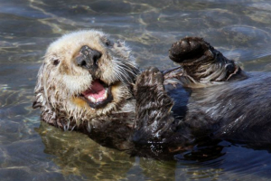 Калан Калан