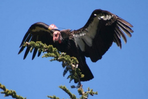 California condor - символ птаха California condor - символ птаха