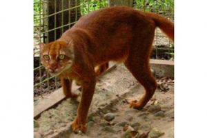 Калімантанський або свердловина Калімантанський або свердловина