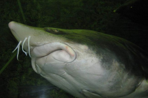 Калуга: фото ненажерливої риби Калуга: фото ненажерливої риби