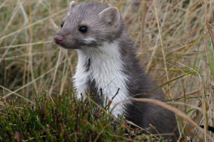 Кам'яний клінічний - гнучке та небо візит