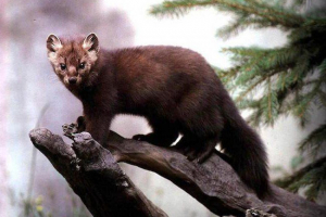 Кам'яна куніка