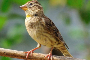 Камінь горобця - птах, тому на відміну від родичів Камінь горобця - птах, тому на відміну від родичів
