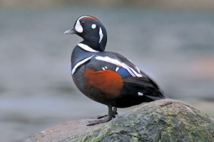 Каменушка Каменушка