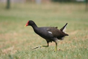 Рух або болота курка - що ми знаємо про неї? Рух або болота курка - що ми знаємо про неї?