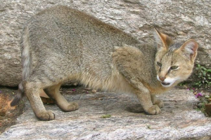 Reed cat - домашня тварина або дика тварина? Reed cat - домашня тварина або дика тварина?