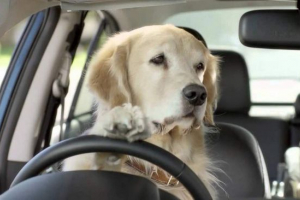 Канадські собаки викрали машину Канадські собаки викрали машину