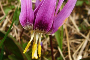 Кандік сибірський Кандік сибірський