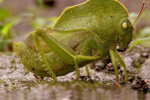 Гуд коник - тропічна фантастика Гуд коник - тропічна фантастика