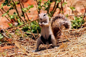 Cape earthy squirrel Cape earthy squirrel