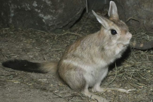 Капський дракон і його особливості Капський дракон і його особливості
