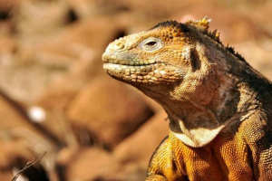 Cape varan Cape varan