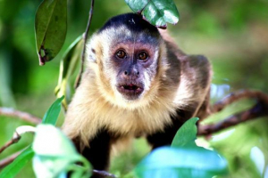 Капуцин Капуцин