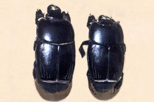 Карапусик - жук з непроникним бронебом