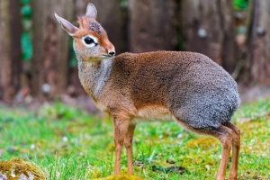 Карликовий протистояльний Карликовий протистояльний