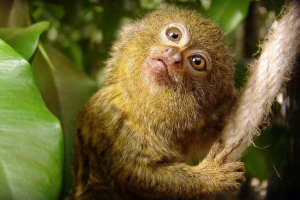 Карликова іграшка - крихітна акробат Карликова іграшка - крихітна акробат