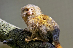 Карликовий і іграшка (марка) Карликовий і іграшка (марка)