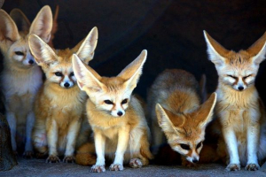 Карликовий fhens phenke Карликовий fhens phenke