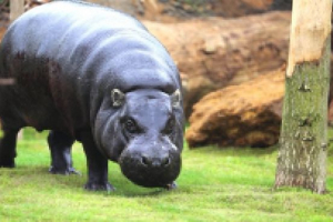 Карликовий бегемот Карликовий бегемот
