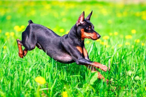 Карликовий пінчер - плюси і мінуси породи Карликовий пінчер - плюси і мінуси породи