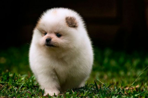 Карликовий шпиц або поморський міні-шпиц - погляд огляду з фото та відео Карликовий шпиц або поморський міні-шпиц - погляд огляду з фото та відео