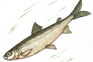 Карликовий валек Карликовий валек