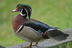 Каролінська качка Каролінська качка