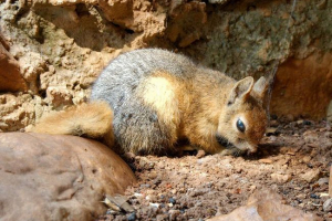 Кавказька білка - звір у пухнастому шубі Кавказька білка - звір у пухнастому шубі