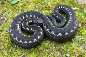 Кавказький viper (vajuk kamekova) Кавказький viper (vajuk kamekova)