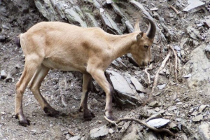 Кавказький тур - захист тварин Кавказький тур - захист тварин