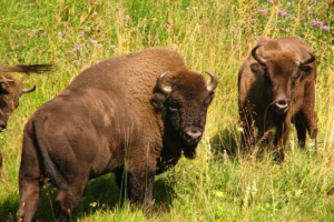 Кавказський бізон Кавказський бізон