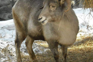 Казахстан гірський баран - архар Казахстан гірський баран - архар