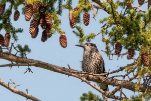 Кедрівка (гайка) Кедрівка (гайка)