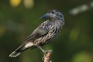 Кедровка Кедровка