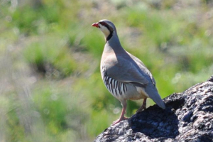 Келіклік Келіклік