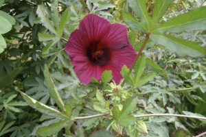 Кенаф Кенаф