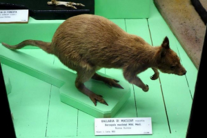 Кенгуру маклі - новогвинський ендемічний Кенгуру маклі - новогвинський ендемічний