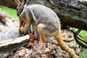 Кенгуру прийняв чужий молодий Кенгуру прийняв чужий молодий
