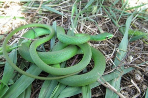 Keywed трава Keywed трава