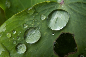 Кислотні дощі: причини та наслідки Кислотні дощі: причини та наслідки